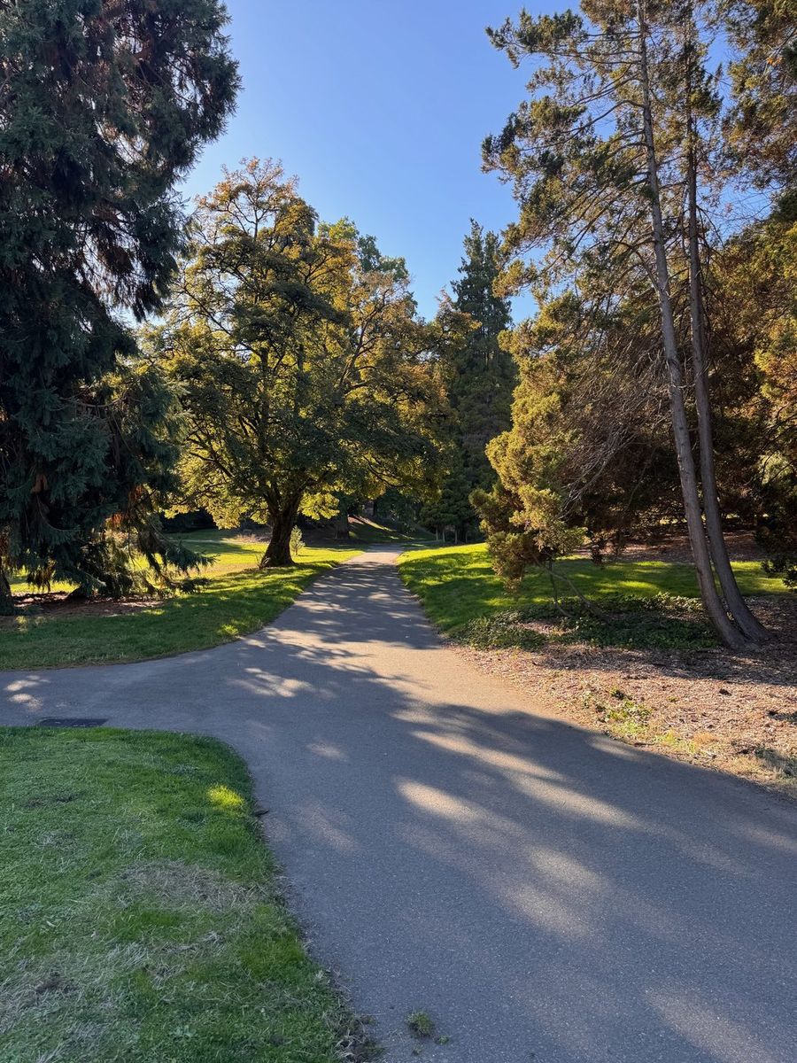 A paved path curving through lawn and tall trees