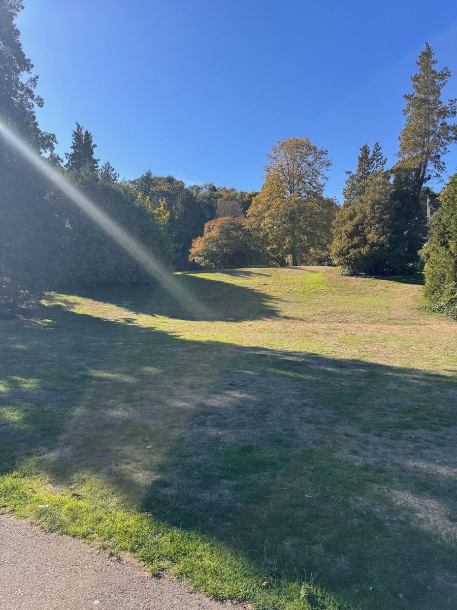 A wide sunny lawn ringed by tall trees in Leschi Park