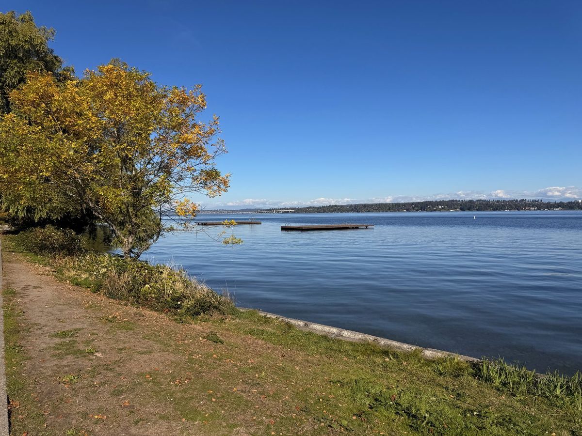 A grassy shoreline path along calm Lake Washington