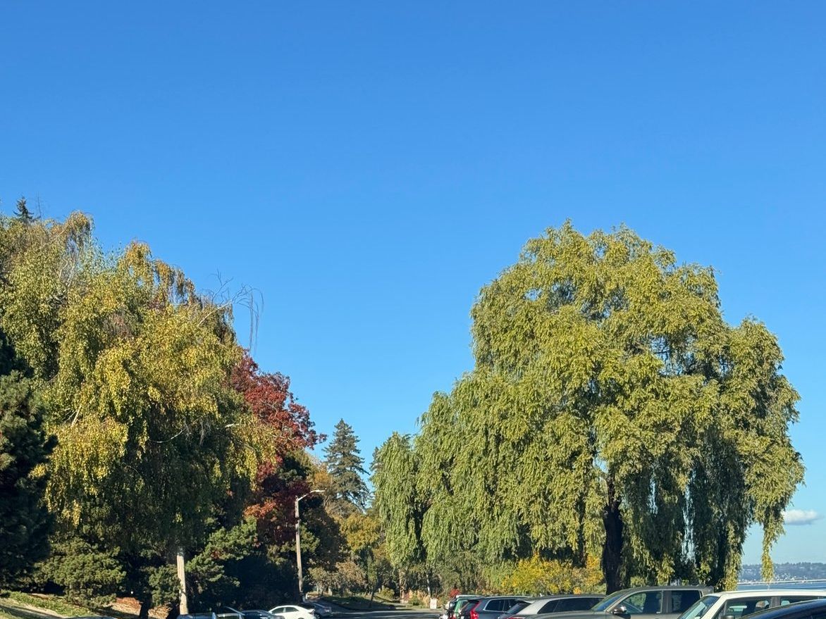 Big willow trees along Lake Washington Boulevard