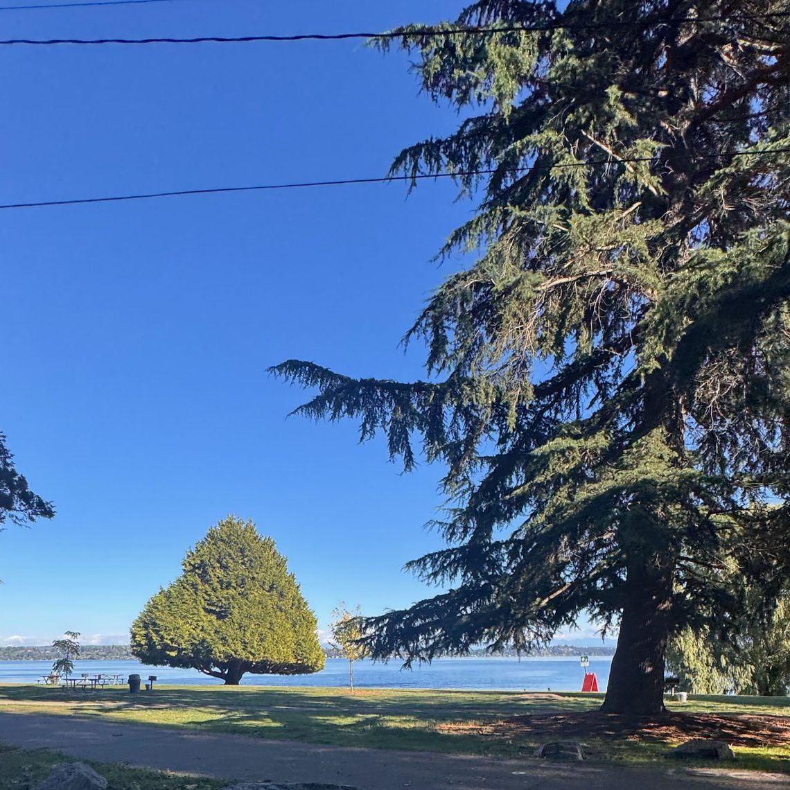 A lawn at Madrona Park framed by big evergreens, with Lake Washington beyond
