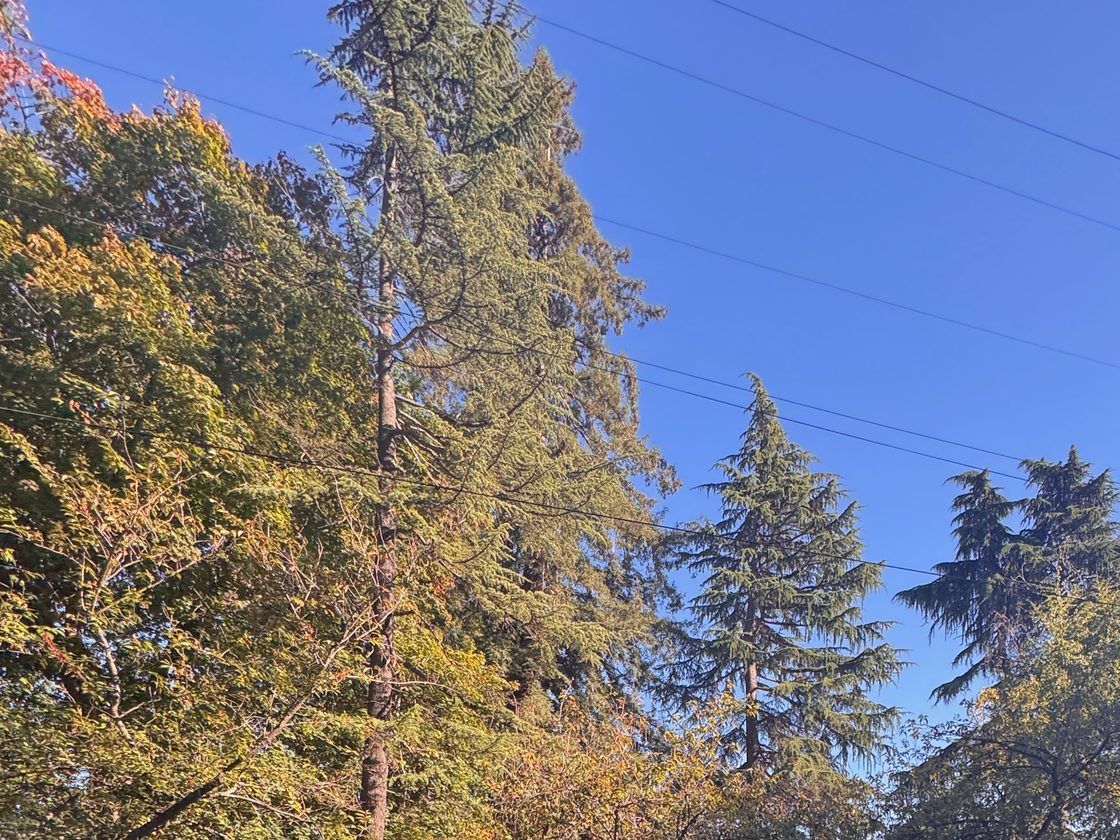 Madrona Park's lawn and big trees beside Lake Washington
