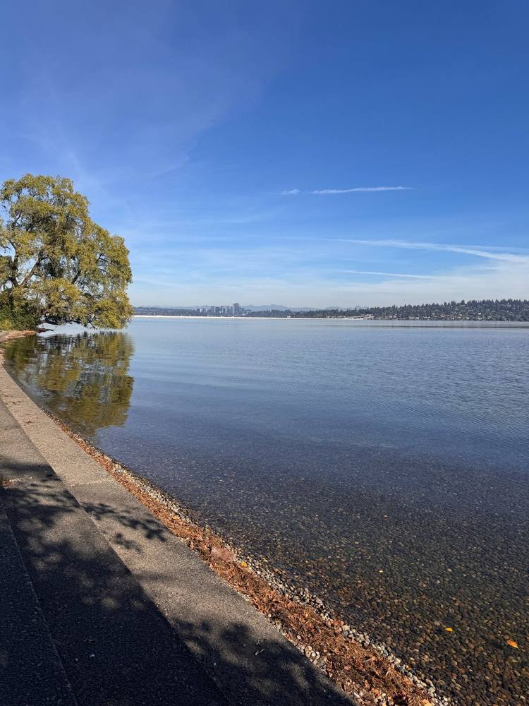 The shoreline path along Lake Washington Boulevard, with a willow tree and Bellevue in the distance