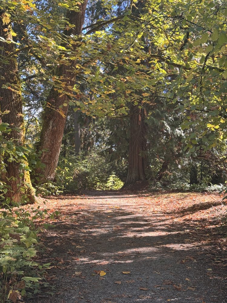 A dirt trail through tall old-growth trees in Seward Park